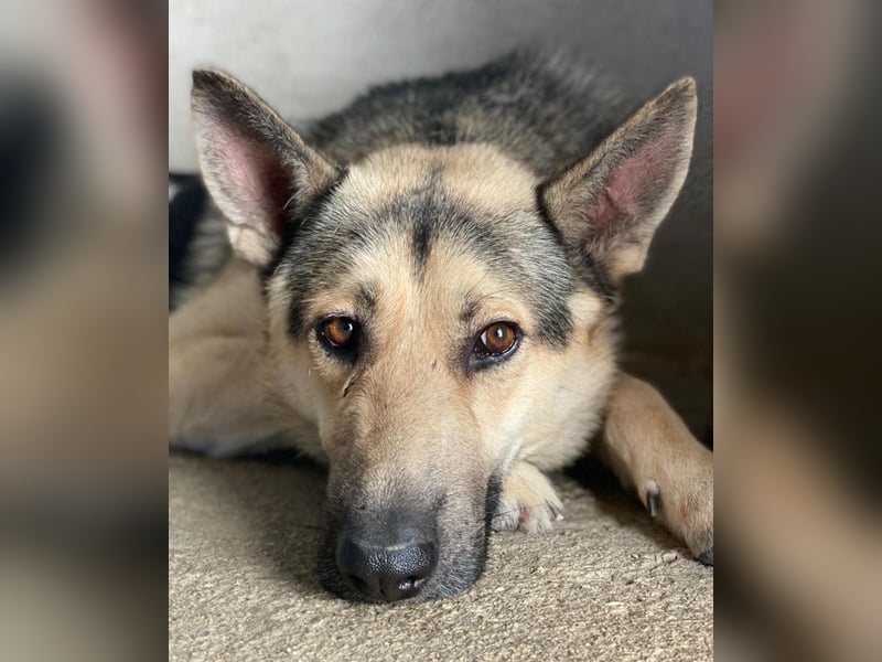 Hankan, geb. ca. 01/2024, lebt in GRIECHENLAND, im städt. Tierheim Serres