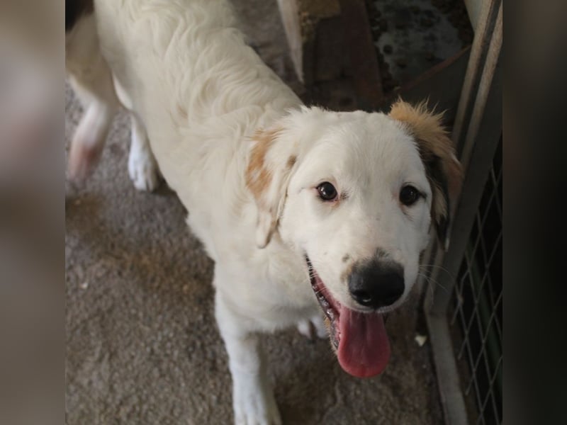 Kembro, geb. ca. 04/2025, lebt in GRIECHENLAND, im städt. Tierheim Serres