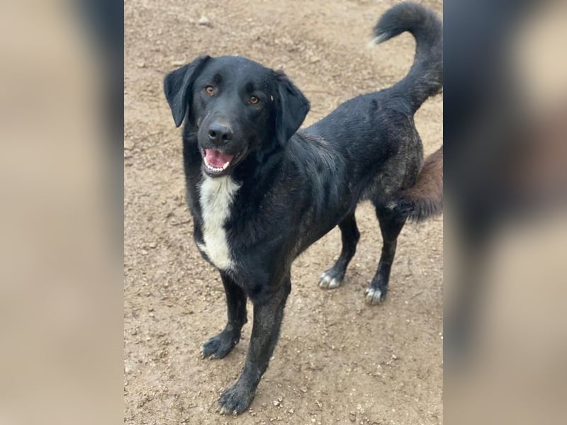 Panthera, geb. ca. 05/2023, lebt in GRIECHENLAND, auf einer privaten Pflegestelle