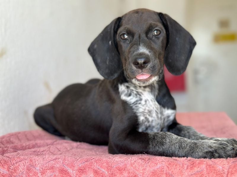 Kiki, geb. ca. 06/2026, lebt in GRIECHENLAND, im städt. Tierheim Serres