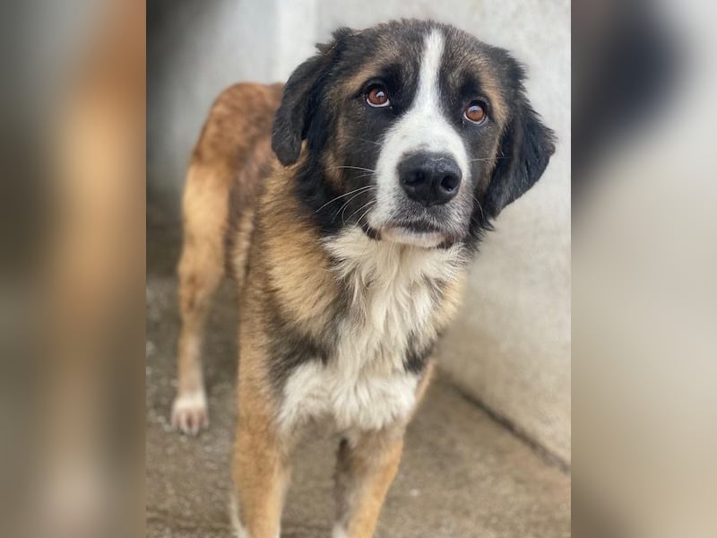 Beetles, geb. ca. 11/2024, lebt in GRIECHENLAND, im städt. Tierheim Serres