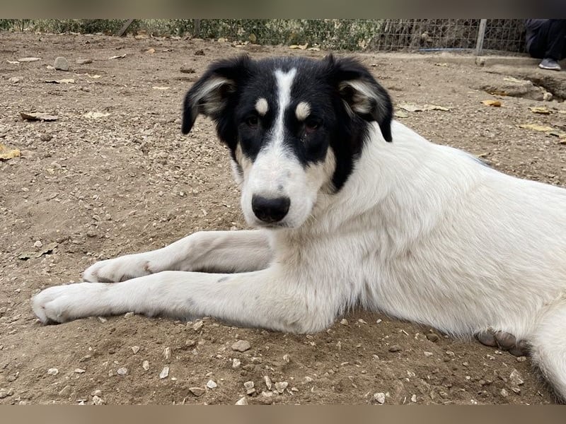 Vivia, geb. ca. 03/2023, lebt in GRIECHENLAND, im städt. Tierheim Serres