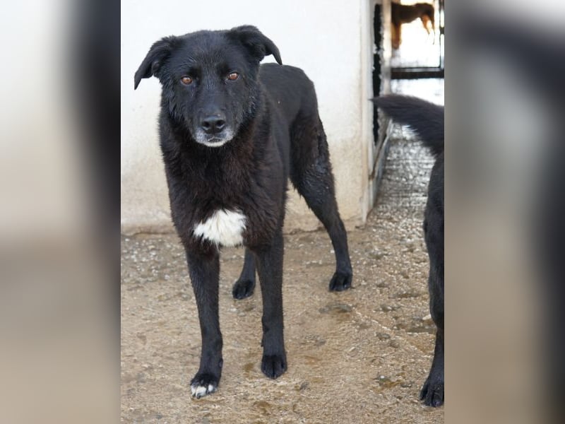 Acero, geb. ca. 01/2019, lebt in GRIECHENLAND, im städt. Tierheim Serres