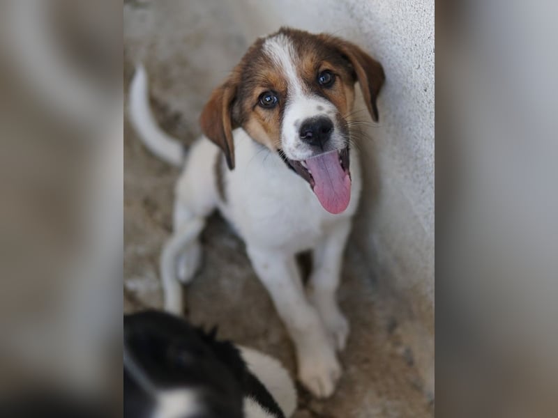 Florin, geb. ca. 05/2025, lebt in GRIECHENLAND, im städt. Tierheim Serres