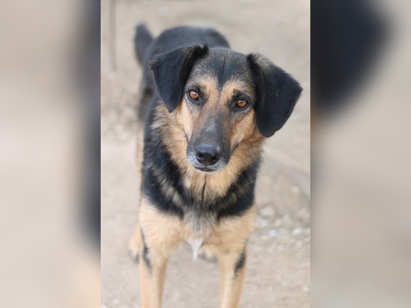 Kitaro, geb. 01/2019, lebt in GRIECHENLAND, im städt. Tierheim Serres