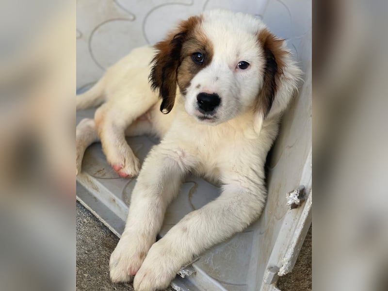 Fidi, geb. ca. 08/2025, lebt in GRIECHENLAND, im städt. Tierheim Serres