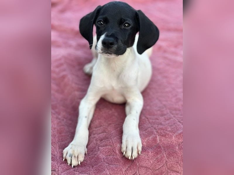 Yoshi, geb. ca. 05/2026, lebt in GRIECHENLAND, im städt. Tierheim Serres