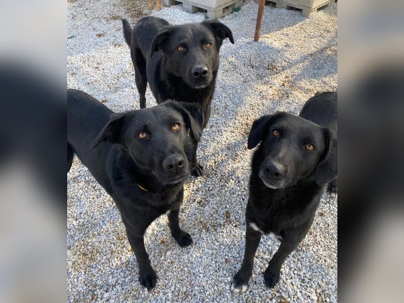 Acero, geb. ca. 01/2019, lebt in GRIECHENLAND, im städt. Tierheim Serres