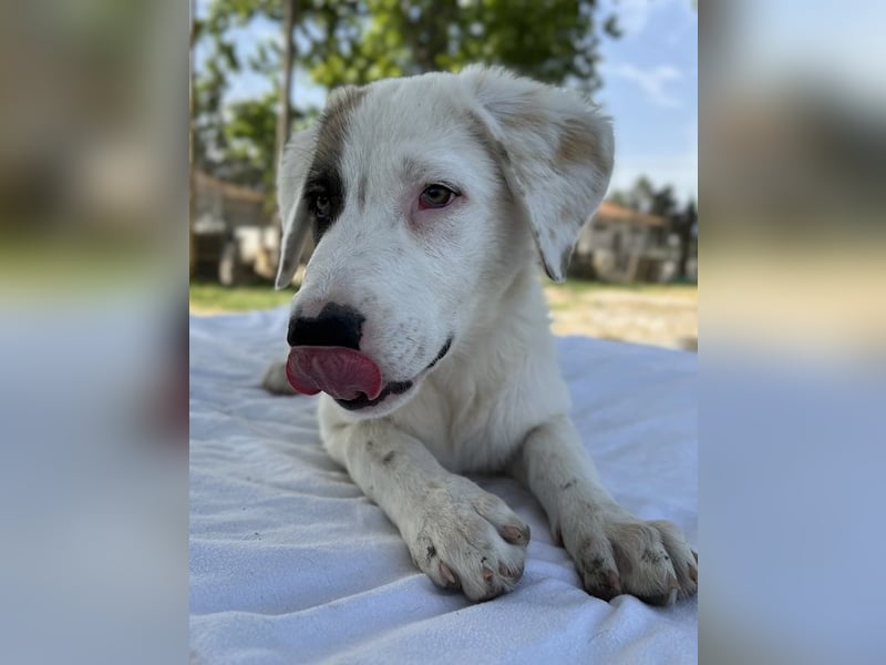 Arco, geb. ca. 02/2024, lebt in GRIECHENLAND, im städt. Tierheim Serres