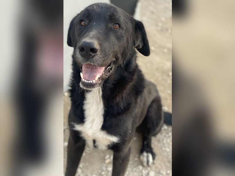 Cupid, geb. ca. 03/2020, lebt in GRIECHENLAND, im städt. Tierheim Serres