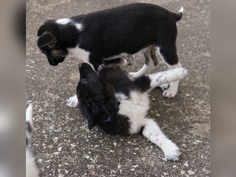 Baron, geb. ca. 12/2023, lebt in GRIECHENLAND, auf einem Gelände, Hunde werden notdürftig versorgt