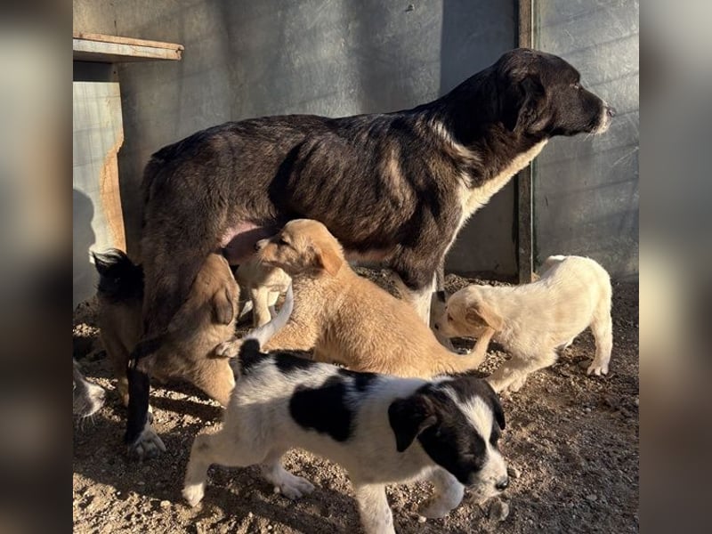 Mère, geb. ca. 03/2023, lebt in GRIECHENLAND, im städt. Tierheim Serres