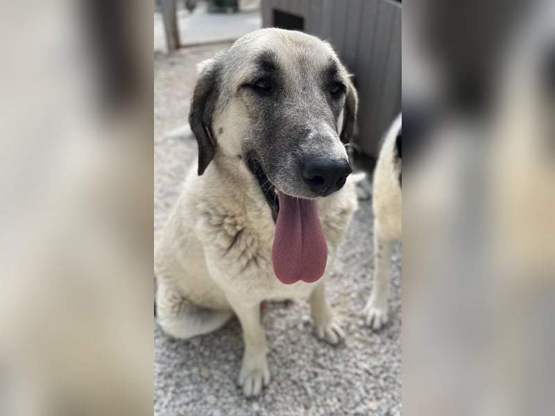 Little Pumpkin, geb. ca. 11/2021, lebt in GRIECHENLAND, im städt. Tierheim Serres