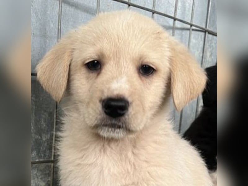 Ljón, geb. ca. 11/2025, lebt in GRIECHENLAND, auf einer privaten Pflegestelle