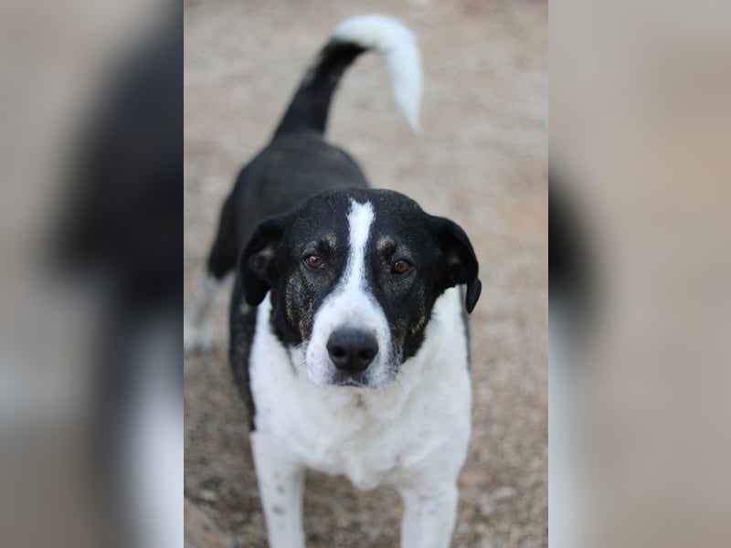 Ancho, geb. ca. 10/2021, lebt in GRIECHENLAND, im städt. Tierheim Serres