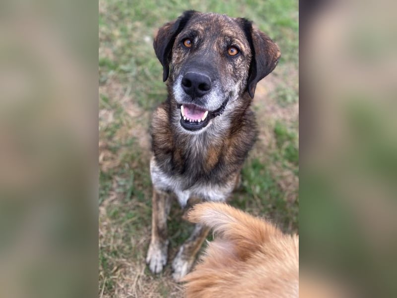 Theo, geb. ca. 04/2022, lebt in GRIECHENLAND, im städt. Tierheim Serres