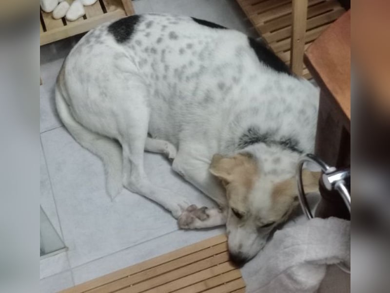 Rango, geb. ca. 01/2020, lebt in GRIECHENLAND, auf einer privaten Pflegestelle