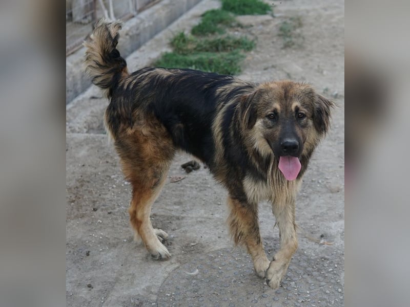 Felix, geb. ca. 03/2024, lebt in GRIECHENLAND, im städt. Tierheim Serres