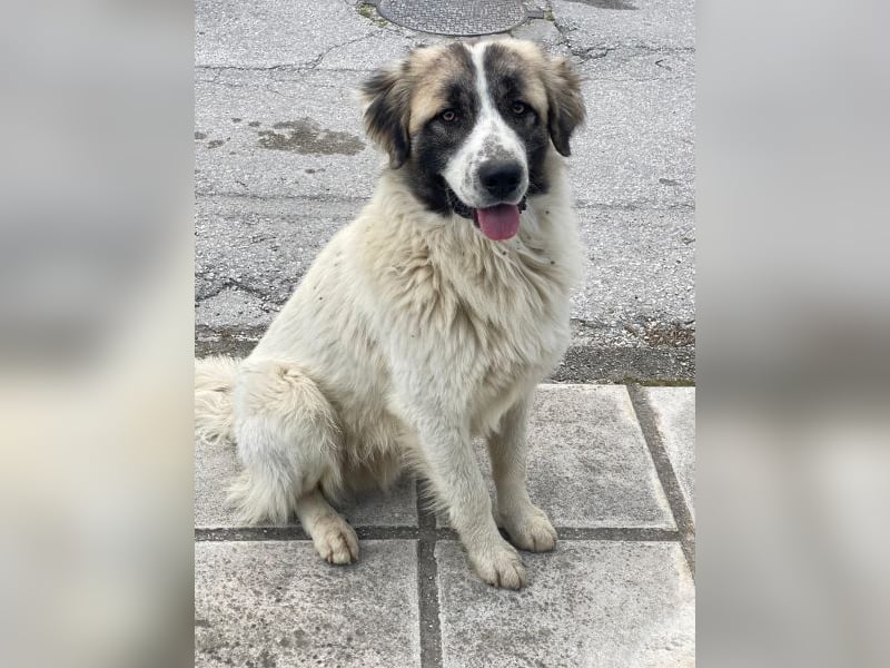 Chef, geb. ca. 07/2025, lebt in GRIECHENLAND, im städt. Tierheim Serres