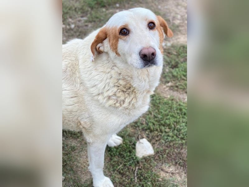 Lucero, geb. ca. 04/2016, lebt in GRIECHENLAND, im städt. Tierheim Serres