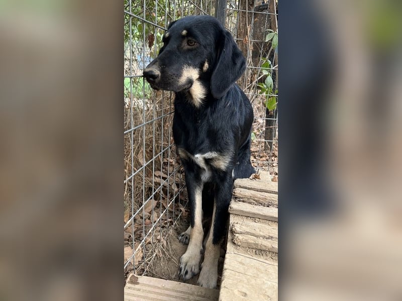 Blueberry, geb. ca. 06/2023, lebt in GRIECHENLAND, auf einer privaten Pflegestelle