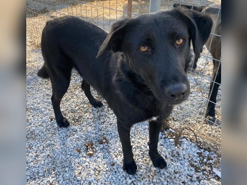 Dakar, geb. ca. 01/2019, lebt in GRIECHENLAND, im städt. Tierheim Serres