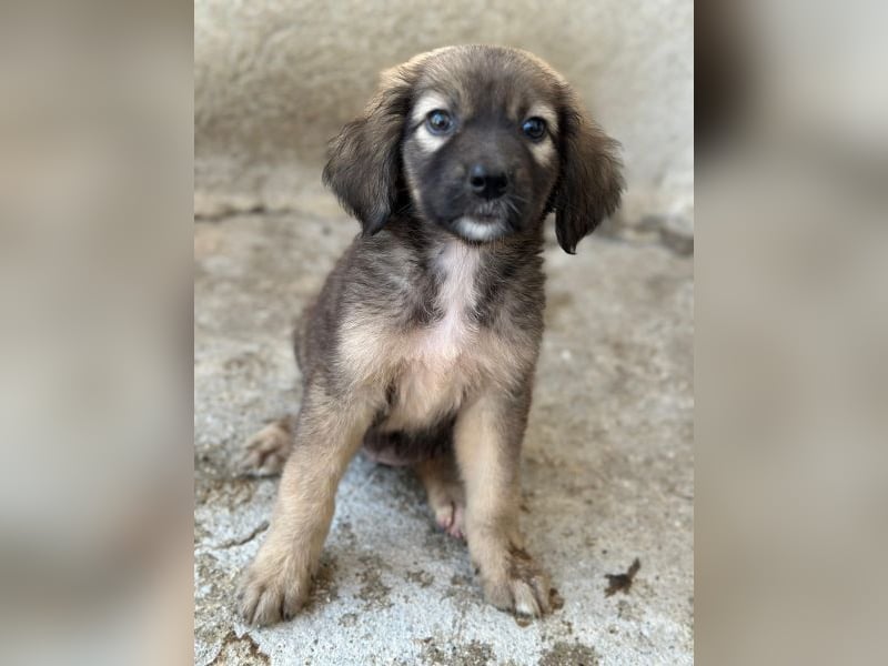 Harissa, geb. ca. 05/2026, lebt in GRIECHENLAND, im städt. Tierheim Serres