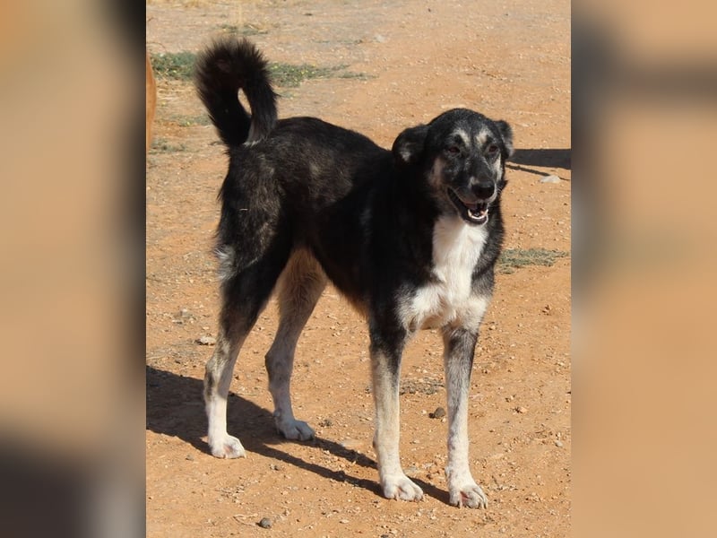 Nancy, geb. ca. 03/2019, lebt in GRIECHENLAND, auf einem Gelände, wird notdürftig versorgt