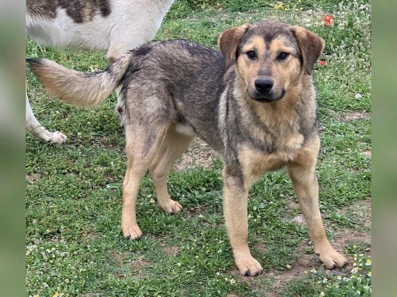 Bruno, geb. ca. 05/2020, lebt in GRIECHENLAND, auf einer privaten Pflegestelle