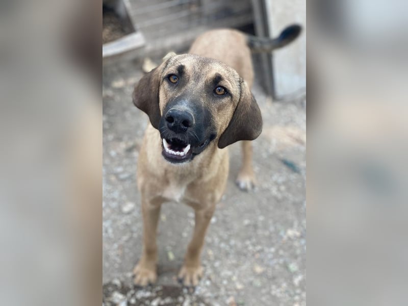 Katinka, geb. ca. 02/2025, lebt in GRIECHENLAND, im städt. Tierheim Serres