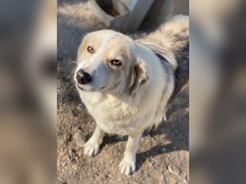 Gelja, geb. ca. 03/2022, lebt in GRIECHENLAND, im städt. Tierheim Serres