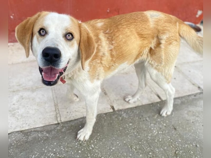 Nikki, geb. ca. 06/2022, lebt in GRIECHENLAND, im städt. Tierheim Serres