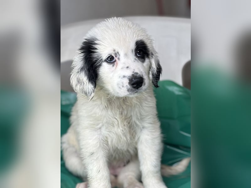 Binx, geb. ca. 02/2026, lebt in GRIECHENLAND, im städt. Tierheim Serres