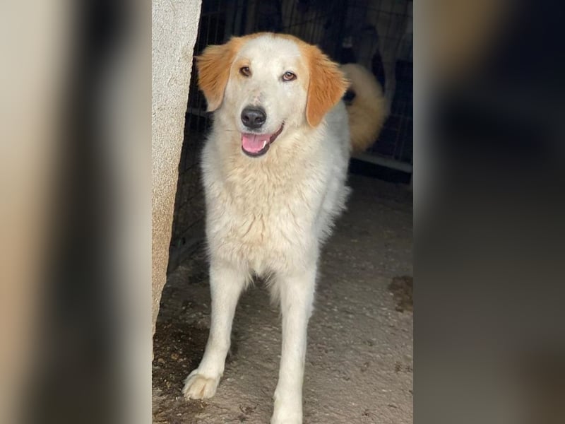 Tobby, geb. ca. 11/2022, lebt in GRIECHENLAND, im städt. Tierheim Serres