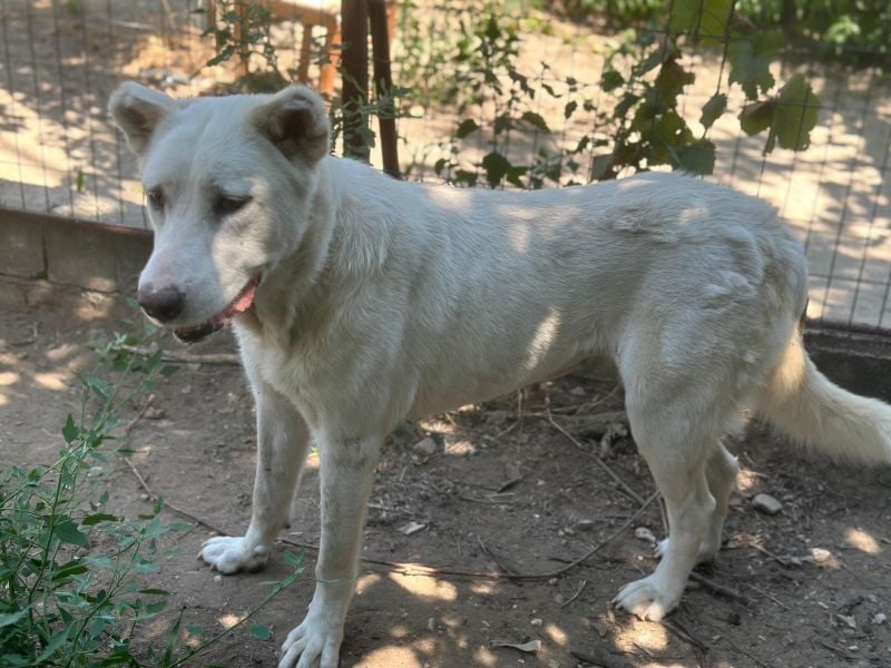 Zumi, geb. ca. 09/2025, lebt in GRIECHENLAND, im städt. Tierheim Serres