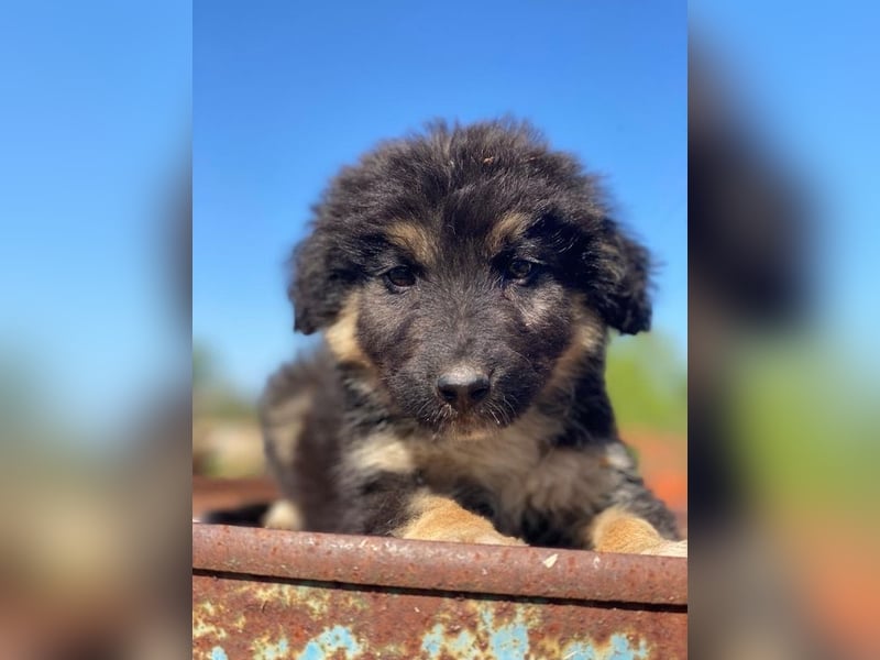 Sirius Black, geb. ca. 12/2023, lebt in GRIECHENLAND, im städt. Tierheim Serres