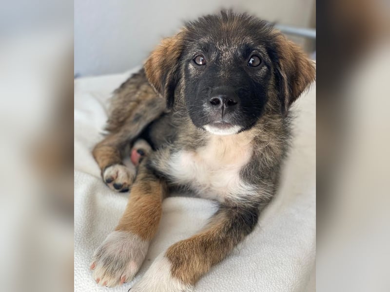 Moglito, geb. ca. 03/2025, lebt in GRIECHENLAND, im städt. Tierheim Serres