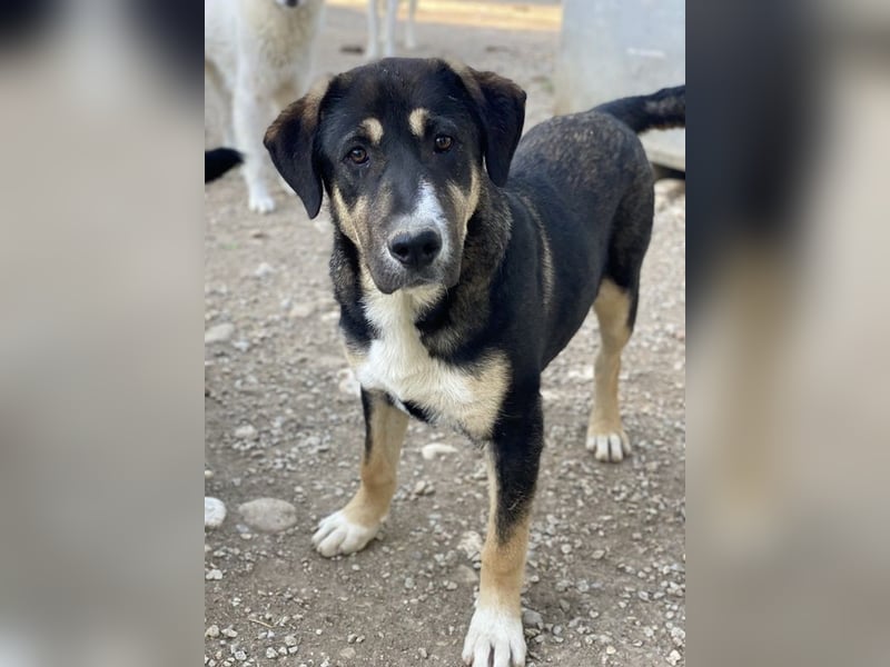 Liko, geb. ca. 11/2023, lebt in GRIECHENLAND, im städt. Tierheim Serres