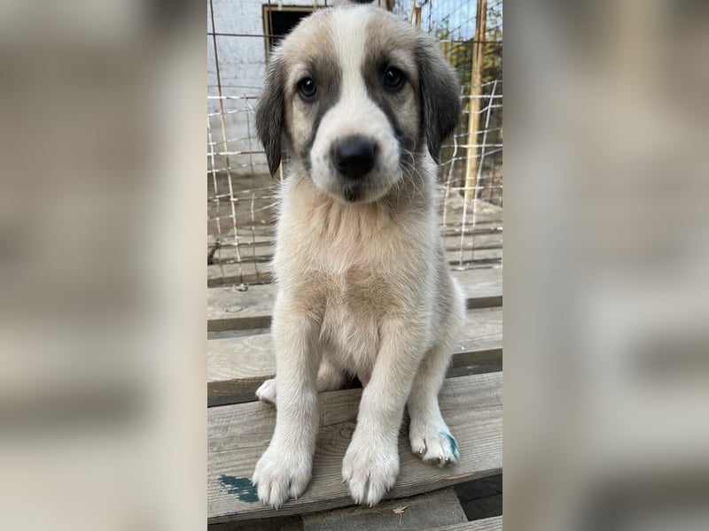 Carlo, geb. ca. 08/2022, lebt in GRIECHENLAND, auf einer privaten Pflegestelle