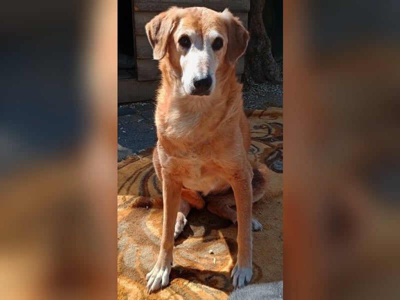 Flower, geb. ca. 06/2015, lebt in GRIECHENLAND, auf einer privaten Pflegestelle