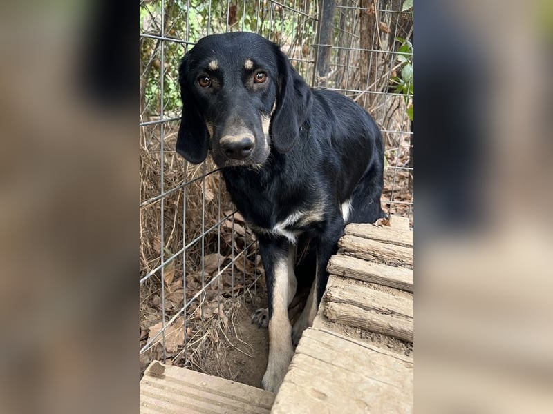 Blueberry, geb. ca. 06/2023, lebt in GRIECHENLAND, auf einer privaten Pflegestelle