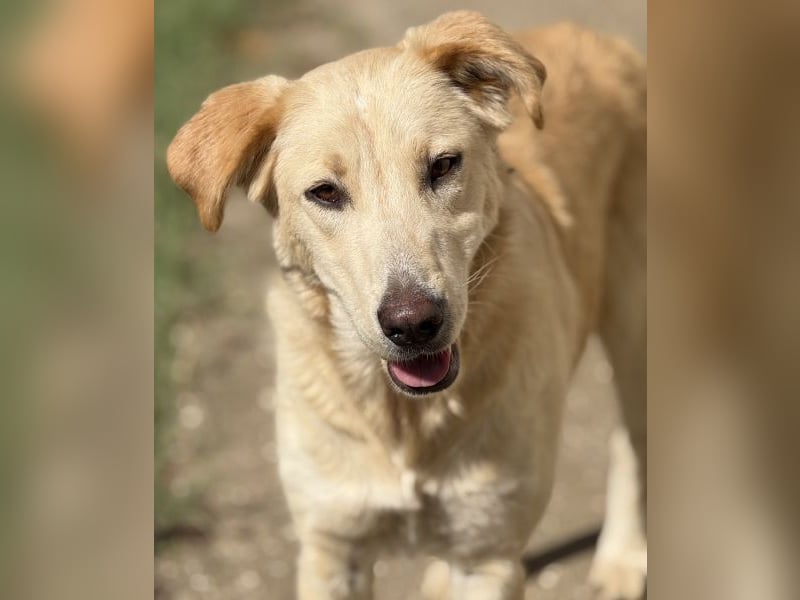 Liova, geb. ca. 10/2024, lebt in GRIECHENLAND, auf einem Gelände, Hunde werden notdürftig versorgt