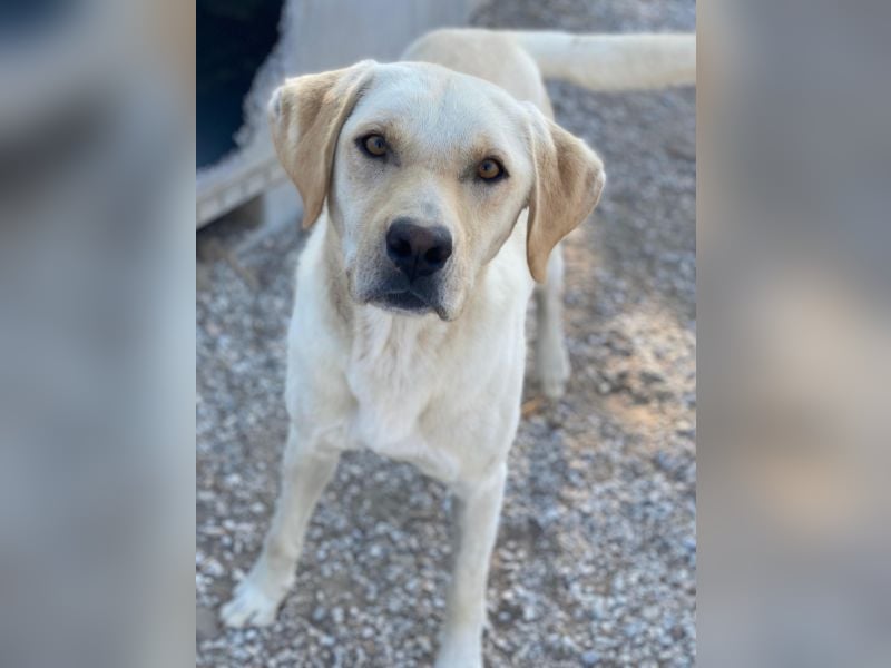 Boq, geb. ca. 07/2023, lebt in GRIECHENLAND, im städt. Tierheim Serres