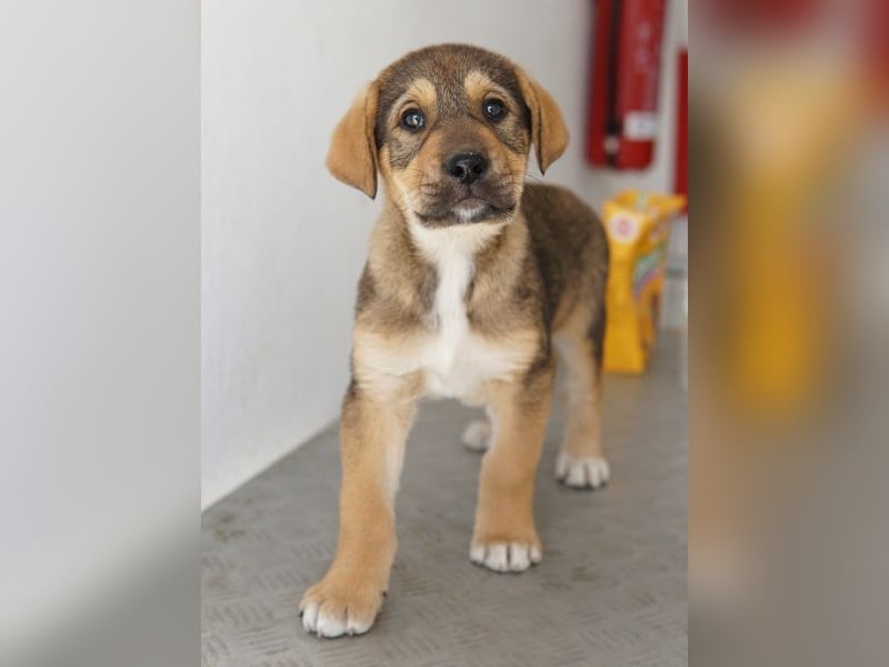 Kuba, geb. ca. 12/2025, lebt in GRIECHENLAND, auf einer privaten Pflegestelle