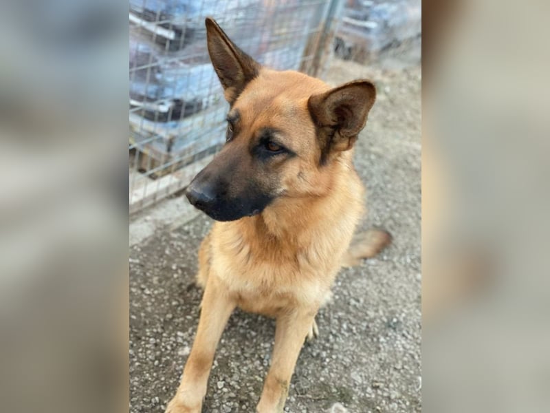 Wilma, geb. ca. 04/2021, lebt in GRIECHENLAND, im städt. Tierheim Serres