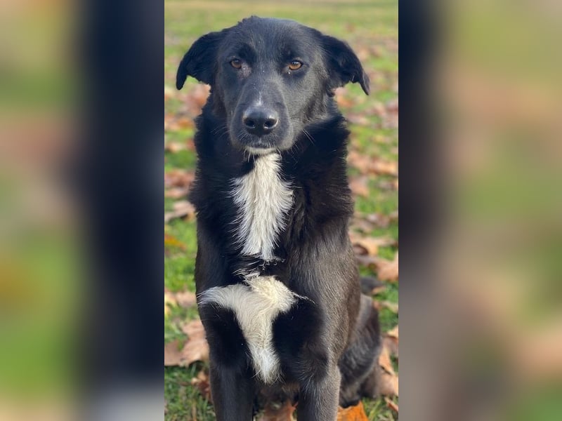 Glorietta, geb. ca. 07/2025, lebt in GRIECHENLAND, im städt. Tierheim Serres