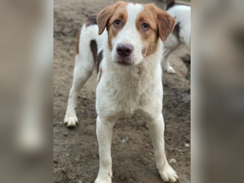 Herkos, geb. ca. 01/2025, lebt in GRIECHENLAND, auf einer privaten Pflegestelle