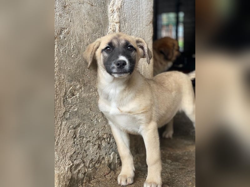 Mira, geb. ca. 12/2025, lebt in GRIECHENLAND, im städt. Tierheim Serres