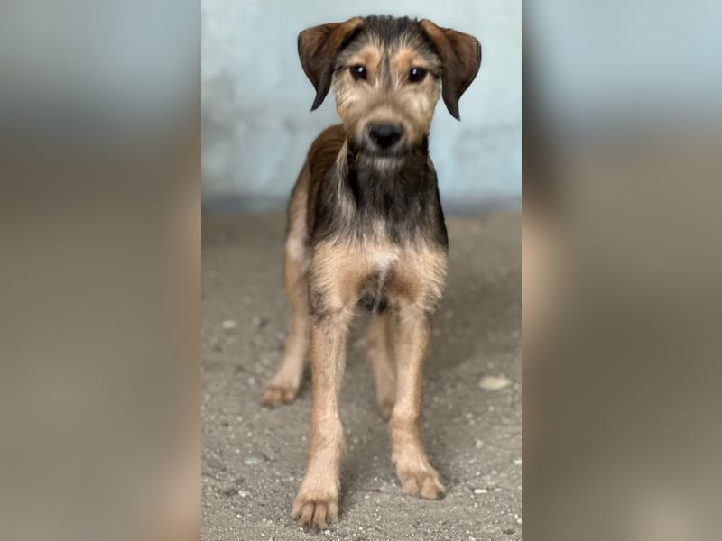 Woody, geb. ca. 02/2026, lebt in GRIECHENLAND, im städt. Tierheim Serres