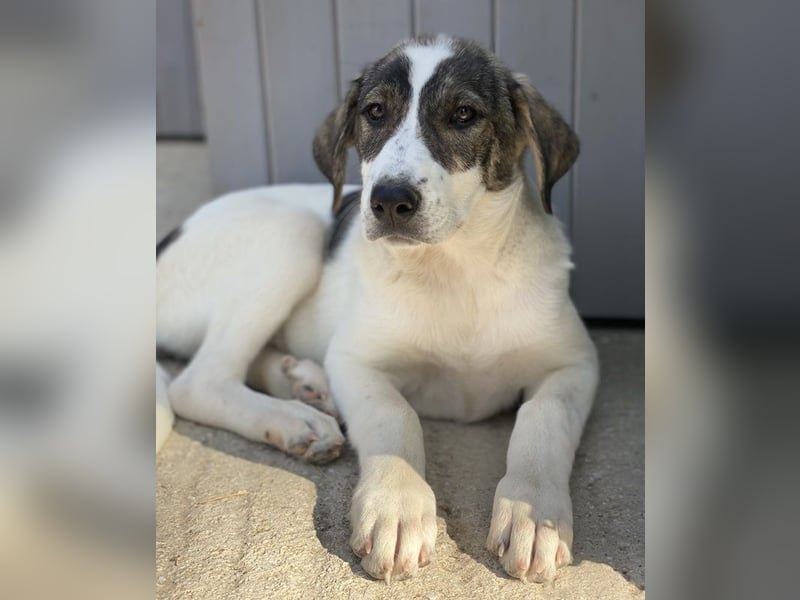 Adele, geb. ca. 02/2024, lebt in GRIECHENLAND, im städt. Tierheim Serres